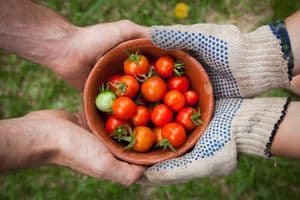 Hands passing cherry tomatoes in bowl