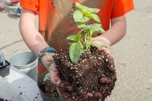 Young girl holding small plant in soil